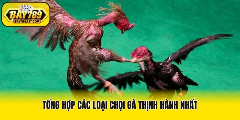 Tổng hợp các loại chọi gà thịnh hành nhất